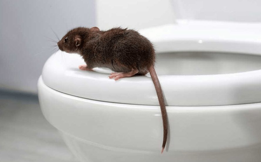 Mengusir Tikus di Lubang WC